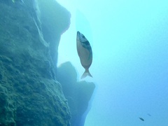 Diplodus vulgaris