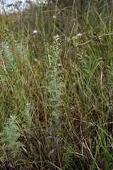 Artemisia pontica