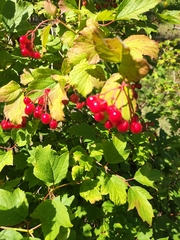 Viburnum opulus