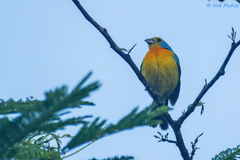 Passerina leclancherii