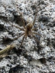 Pardosa lapidicina