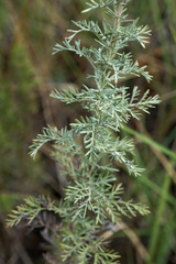 Artemisia pontica