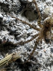 Pardosa lapidicina