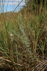 Artemisia pontica