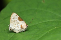 Tmolus cydrara
