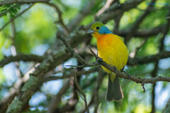 Passerina leclancherii