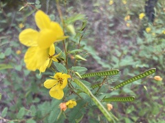 Chamaecrista fasciculata