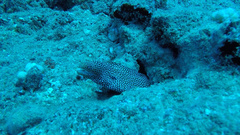 Gymnothorax meleagris