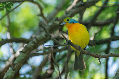 Passerina leclancherii