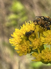 Diabroticina