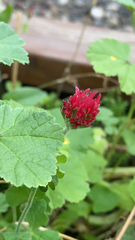 Trifolium incarnatum