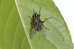 Graphomya maculata