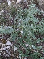 Heliotropium europaeum