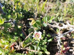 Roepera sessilifolia