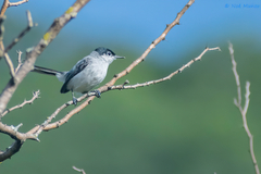 Polioptila nigriceps