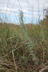 Artemisia pontica