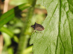 Carpocorini