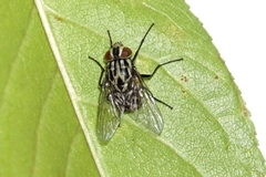 Graphomya maculata