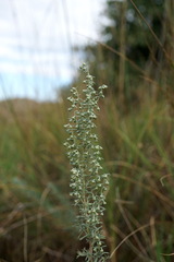 Artemisia pontica