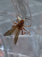 Ichneumonina