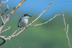 Polioptila nigriceps