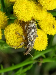 Cyphocleonus dealbatus