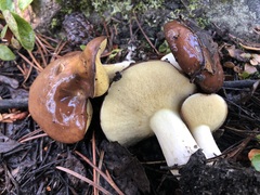 Suillus brevipes