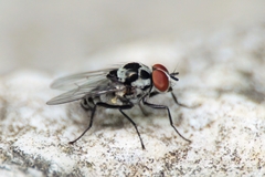 Anthomyia