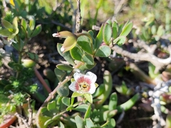 Roepera sessilifolia