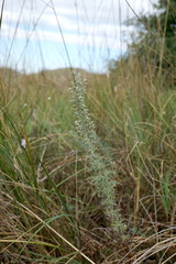 Artemisia pontica