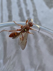 Ichneumonina