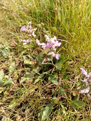Limonium vulgare