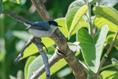 Polioptila nigriceps