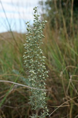 Artemisia pontica