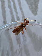 Ichneumonina