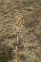 Allium flavum tauricum