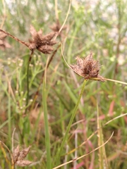 Bolboschoenus maritimus