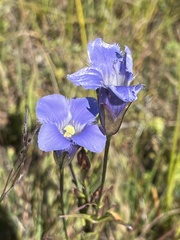 Gentianopsis