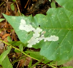 Cameraria guttifinitella