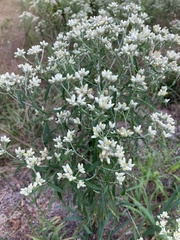 Pseudognaphalium