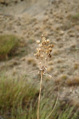 Allium flavum tauricum