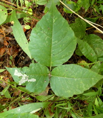 Cameraria guttifinitella