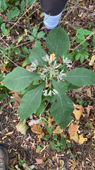 Eutrochium purpureum