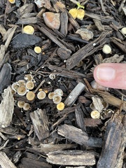 Nidulariaceae