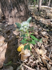 Thelypodium wrightii