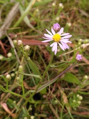 Tripolium pannonicum