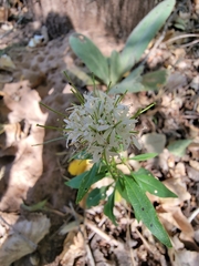 Thelypodium wrightii