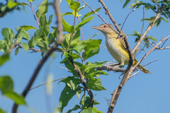 Vireo flavoviridis