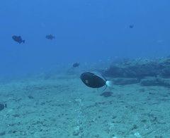 Melichthys vidua