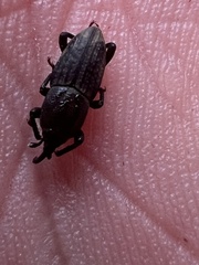 Sphenophorus parvulus